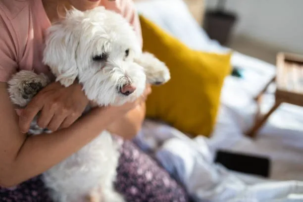 mini schnauzer mixed with chihuahua Health and Lifespan