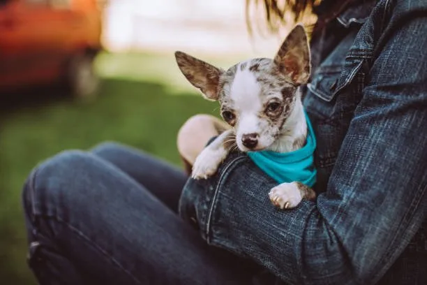  miniature doberman pinscher mixed with chihuahua Caring for Your Compact Canine Companion