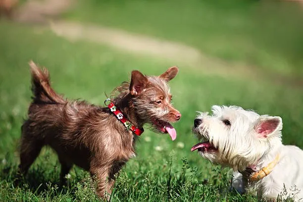miniature schnauzer and chihuahua mix Living with a Miniature Schnauzer and Chihuahua Mix