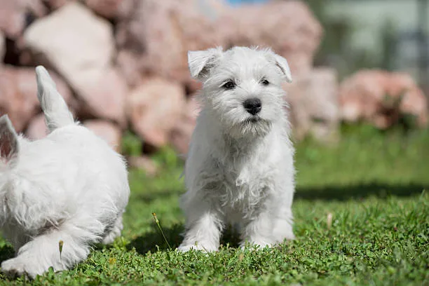 miniature schnauzer and chihuahua mix Training and Grooming for Your Mini Schnauzer-Chi