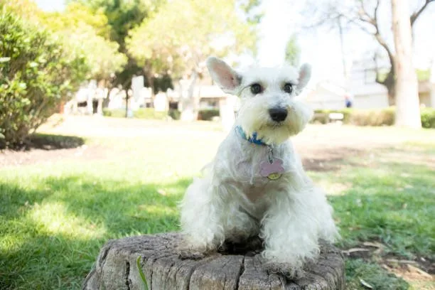 miniature schnauzer and chihuahua mix Common Health Problems to Watch Out For