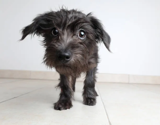 miniature schnauzer and chihuahua mix Conclusion: Is the Miniature Schnauzer and Chihuahua Mix Right for You?