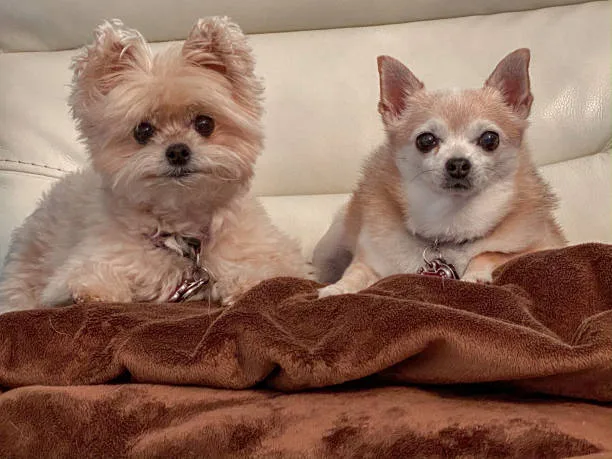 miniature schnauzer and chihuahua mix Adaptability