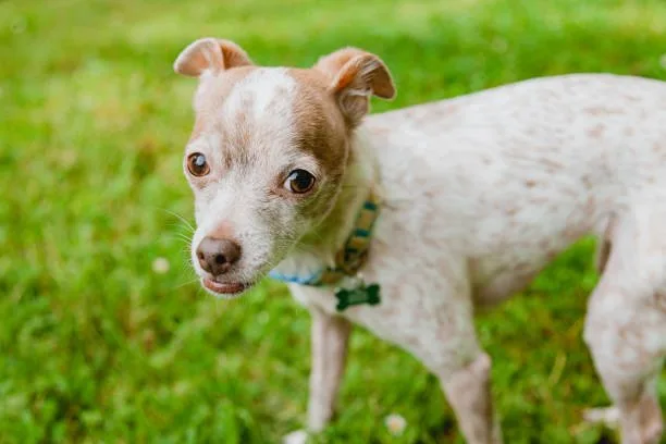 miniature schnauzer and chihuahua mix Finding the Right Breeder