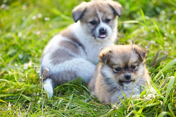 pekingese chihuahua mix puppies Conclusion