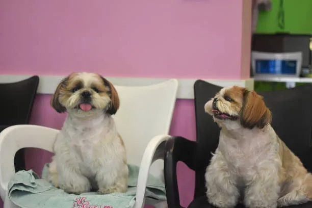 pekingese chihuahua mix puppies Temperament and Behavior
