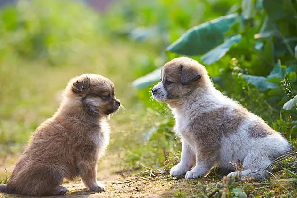 pekingese chihuahua mix puppies Adoption and Purchasing Tips