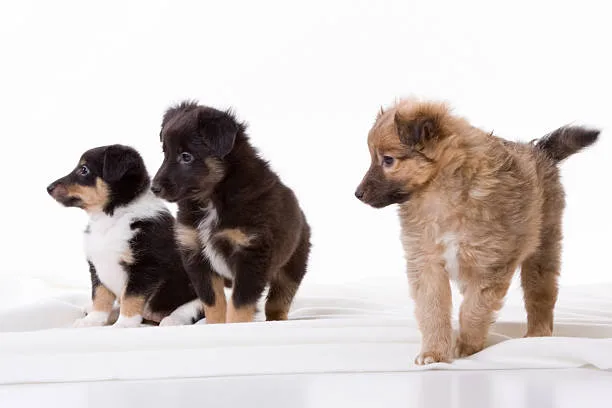 pekingese chihuahua mix puppies Potential Challenges and Considerations