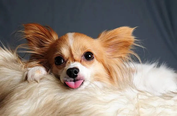 pekingese chihuahua mix puppies Training and Socialization