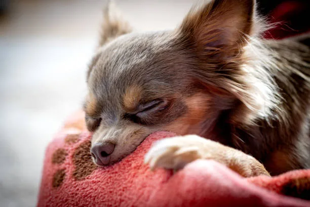 pekingese chihuahua mix puppies Comparison of Purebreds and Chihuahua Mix Breeds