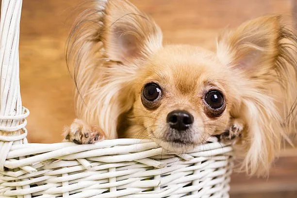 pekingese chihuahua mix puppies Health and Lifespan Considerations in Pekingese Mixed Puppies