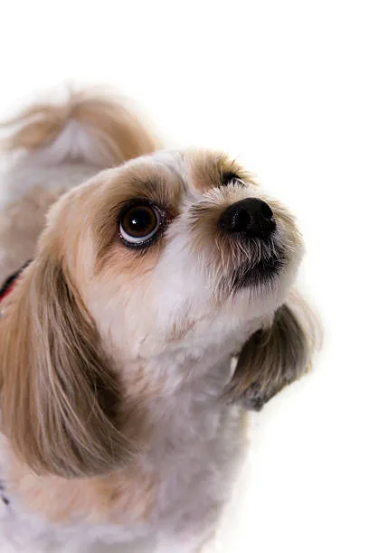  pekingese chihuahua shih tzu mix Exercise Needs and Activity Level