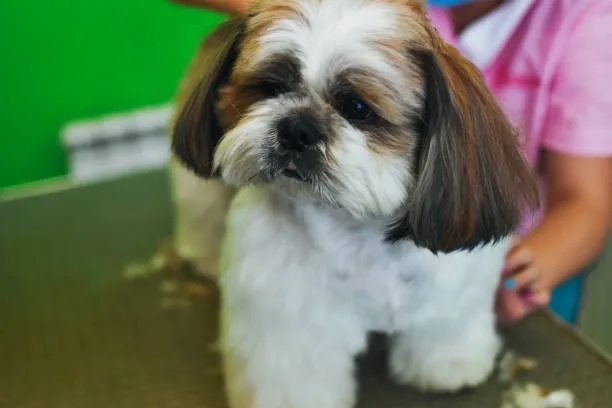  pekingese chihuahua shih tzu mix Health Considerations and Lifespan