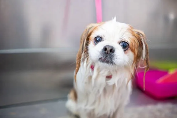  pekingese chihuahua shih tzu mix Grooming and Care Requirements