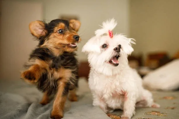  pekingese chihuahua shih tzu mix Is the Pekingese Chihuahua Shih Tzu Mix Right for You?