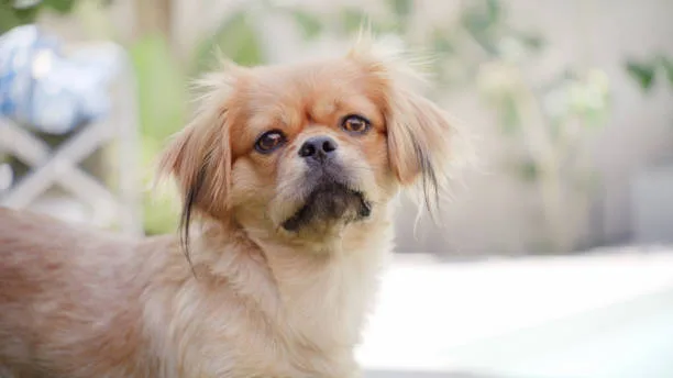 pekingese mix chihuahua Exercise Needs