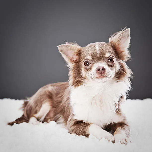 pekingese mix chihuahua Optimizing Health: Vet Check-Ups and Diet for the Chi-Pekingese