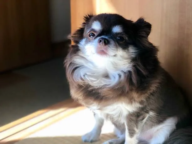 pekingese mix chihuahua Living with a Pekingese Chihuahua Mix