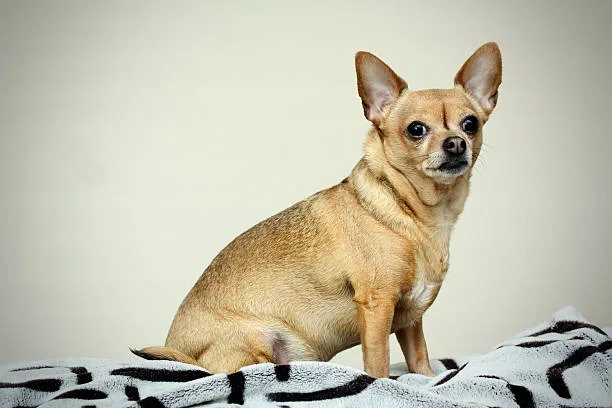 pekingese mix chihuahua Training and Socializing Your Pekingese Cross Chihuahua