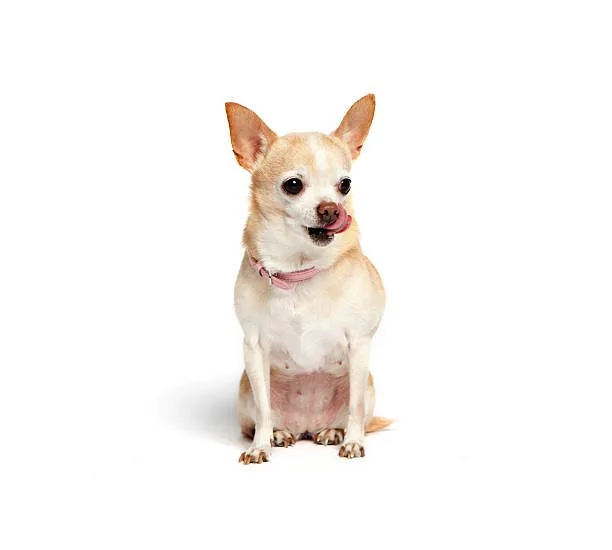 pug chihuahua weiner dog mix Personality and Temperament