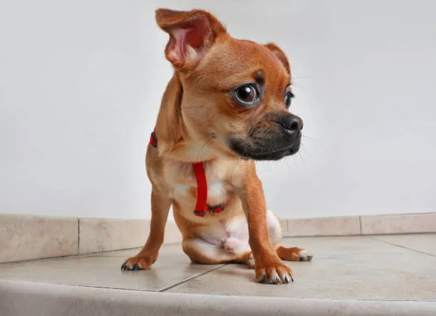pug chihuahua weiner dog mix Summary and Final Thoughts