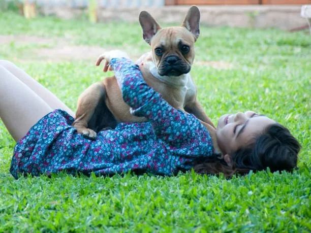 pug chihuahua weiner dog mix Living Environment