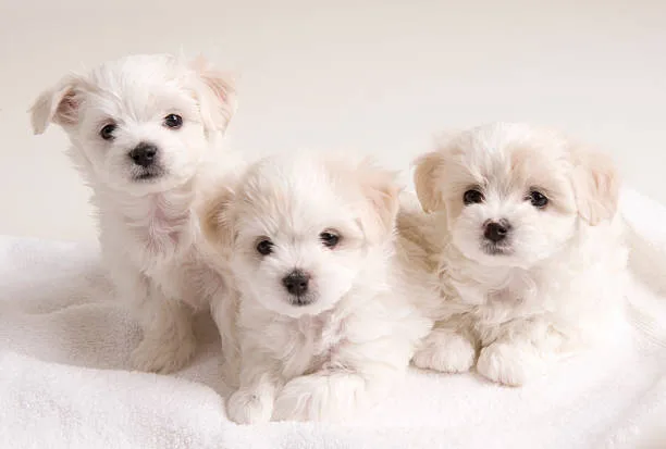 schnauzer and chihuahua mix puppies Adoption Considerations