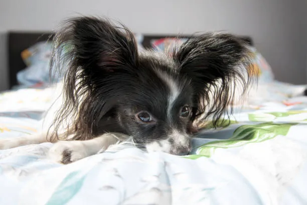 schnauzer and chihuahua mix puppies Grooming Needs