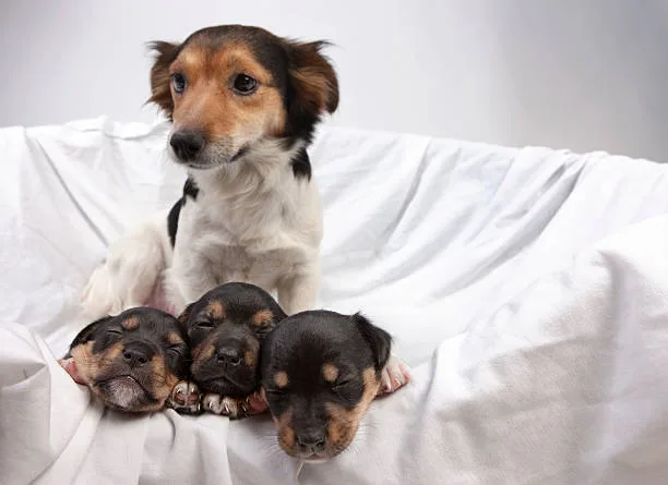 schnauzer and chihuahua mix puppies Family Matters: Assessing Pet Compatibility