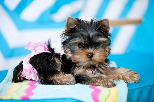 schnauzer and chihuahua mix puppies The Health and Wellness of Hybrid Dogs