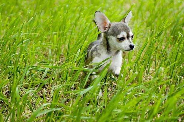 schnauzer and chihuahua mix puppies Health and Lifespan