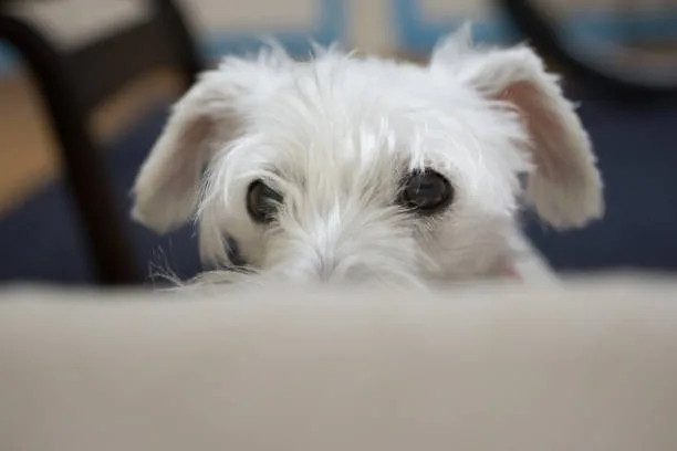  schnauzer chihuahua mix Communities and Resources