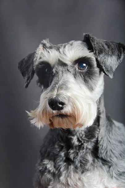  schnauzer chihuahua mix Comprehensive Grooming and Health Routine for the Schnauzer Chihuahua Mix