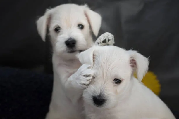  schnauzer chihuahua mix Conclusion