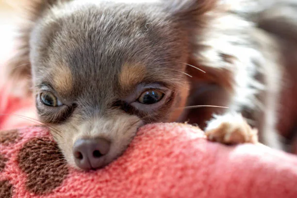  schnauzer chihuahua mix Cost of Ownership