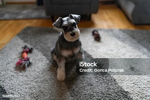  schnauzer chihuahua mix Compatibility with Families