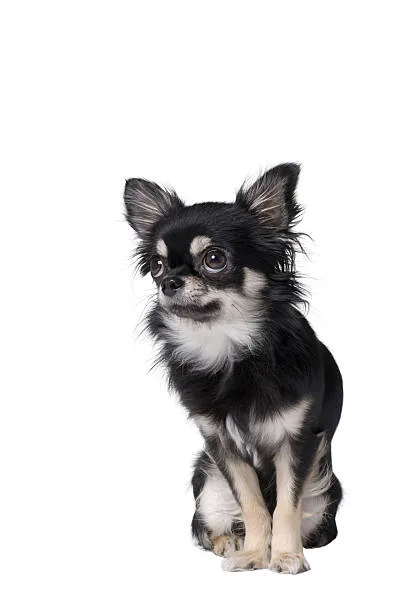  schnauzer chihuahua mix Temperament and Personality