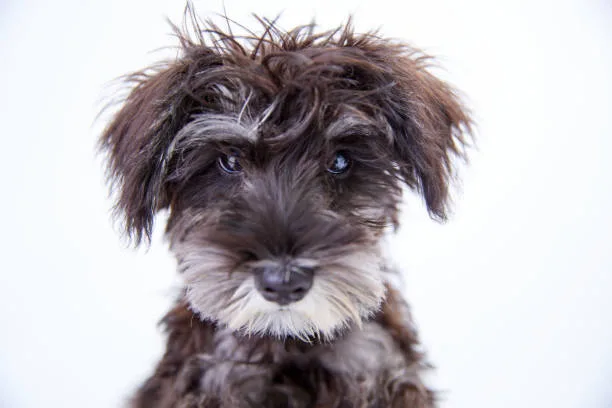  schnauzer chihuahua mix The Designer Dog Phenomenon and Hybrid Vigor