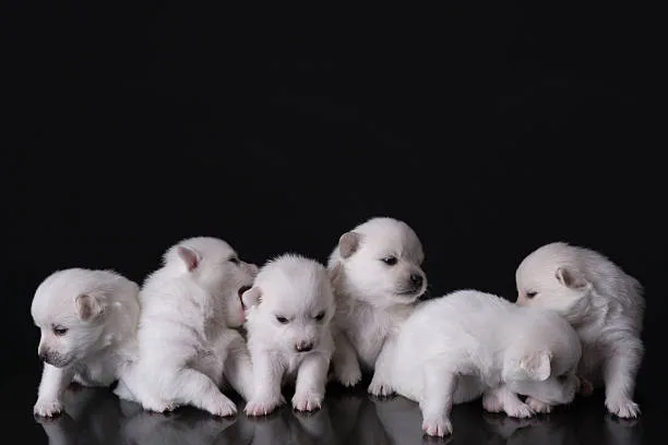  schnauzer chihuahua mix puppies Training and Exercise Needs