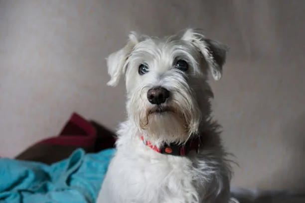  schnauzer chihuahua mix puppies Final Thoughts