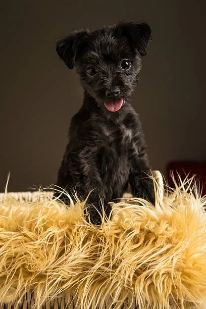  schnauzer chihuahua mix puppies Adoption and Finding a Breeder