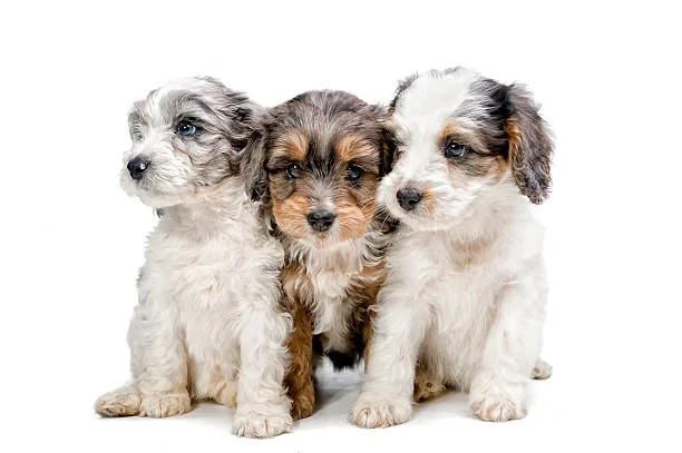  schnauzer chihuahua mix puppies Health Considerations