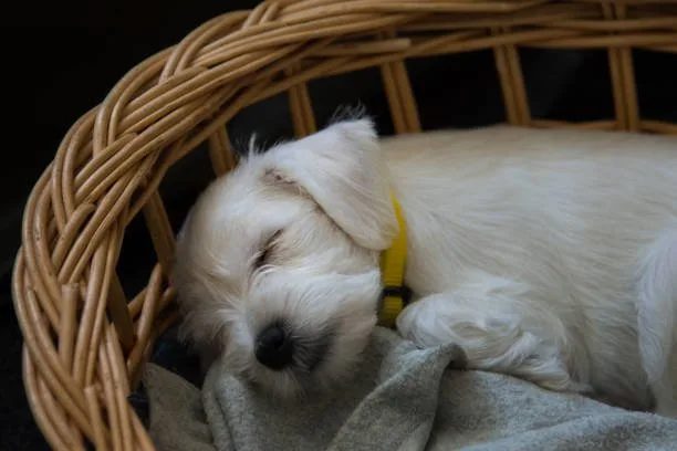  schnauzer chihuahua mix puppies Temperament and Behavior