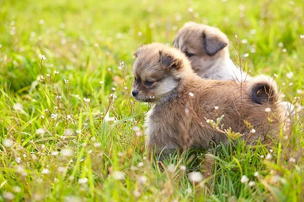  schnauzer chihuahua mix puppies Understanding the Designer Dog Trend and the Schnauzer Chihuahua Mix