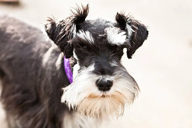  schnauzer chihuahua mix puppies Schnauzer Chihuahua Mix: A Comparison of Health and Lifespan with Other Breeds