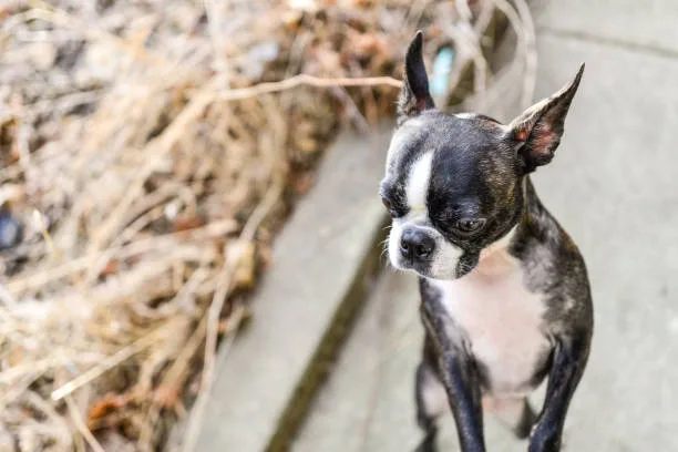 schnauzer chihuahua mix puppy Temperament and Personality