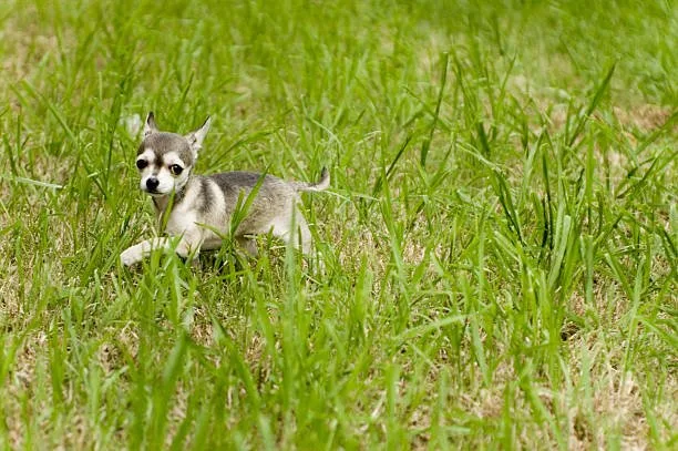schnauzer chihuahua mix puppy The Ideal Home Environment