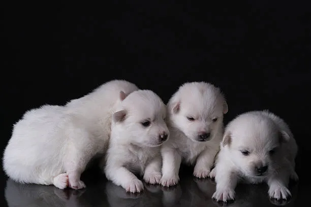 schnauzer chihuahua mix puppy Conclusion: Is the Schnauzer Chihuahua Mix Right for You?