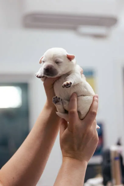 schnauzer chihuahua mix puppy Grooming and Care