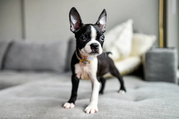 schnauzer chihuahua mix puppy Health, Lifespan, and Adoption Considerations